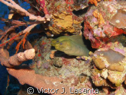  two green eels in v.j.levels dive site at parguera area by Victor J. Lasanta 